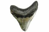 3.45" Fossil Megalodon Tooth - South Carolina - #168138-1